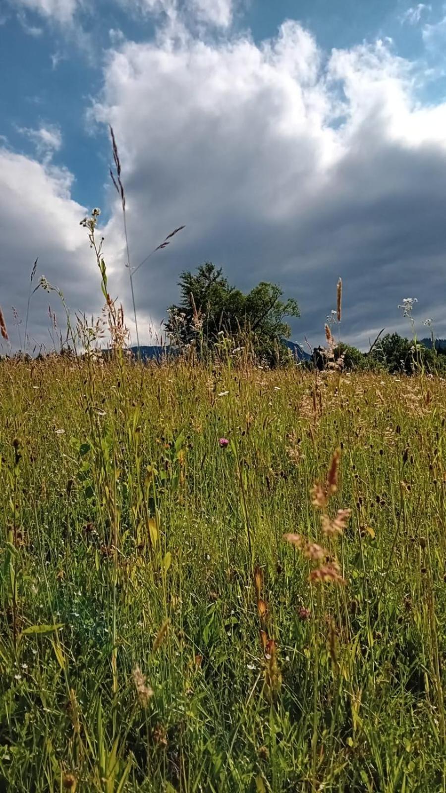 My Little Village Poiana Mărului Buitenkant foto